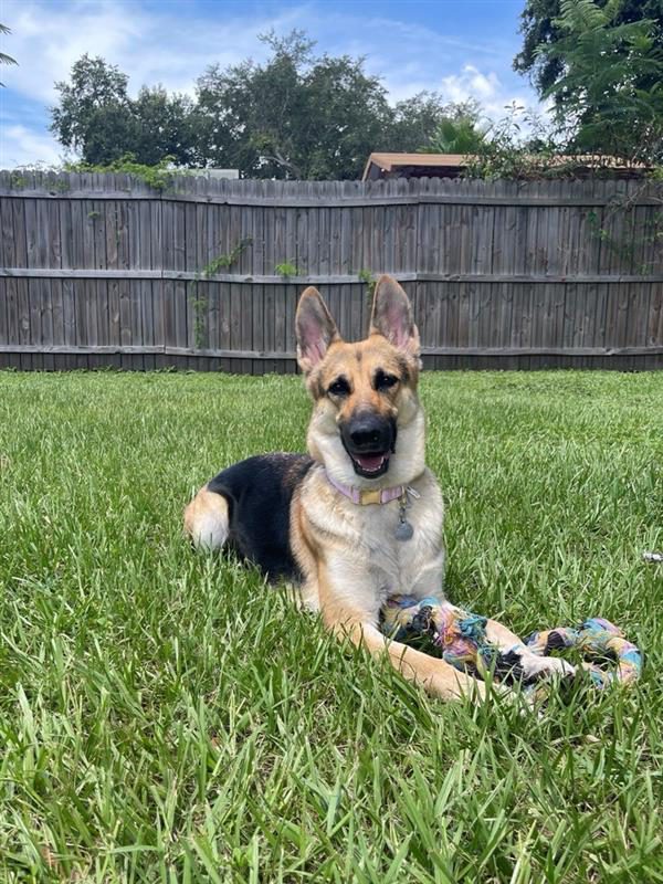 Sadie, German Shepherd