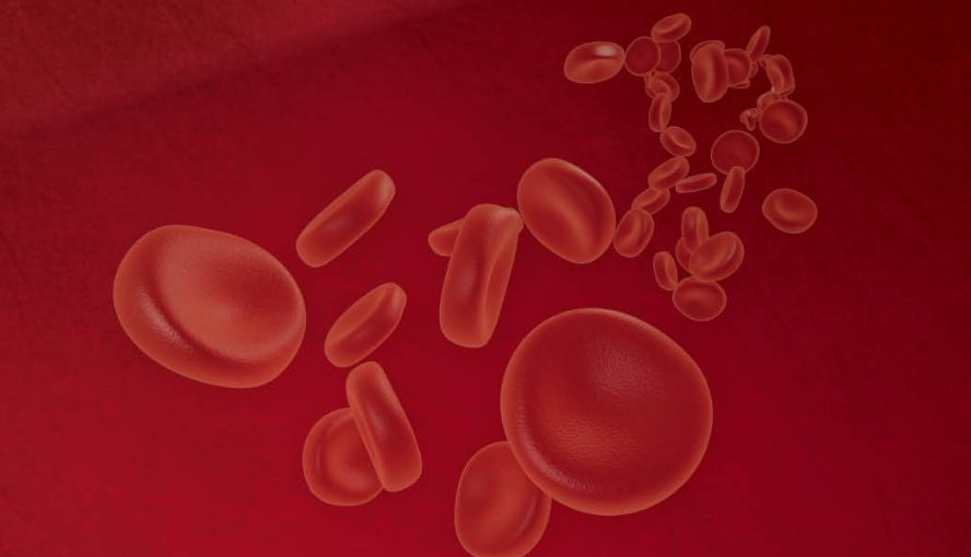 Red blood cells in a blood vessel