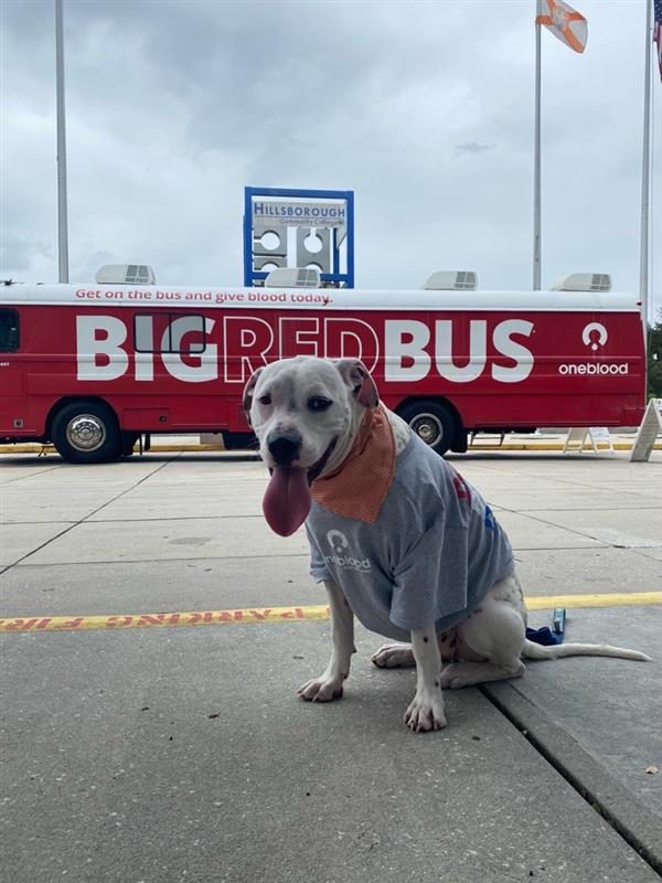 Biscuits wearing a light blue OneBlood t-shirt in front of a OneBlood Big Red Bus