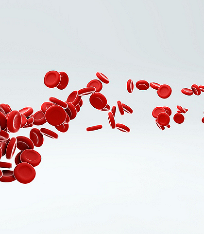 Red blood cells flowing through artery over grey background. 3D illustration.